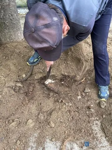 삽으로 나무뿌리를 정리하며 블럭 자리를 확보하는 모습