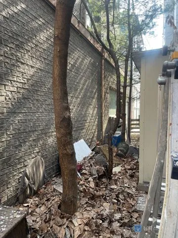 벽돌 외벽과 건물 사이 좁은 공간에 나무가 서 있고 바닥에 낙엽이 쌓인 작업 전 모습
