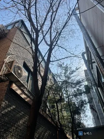 2층과 3층 창문 높이까지 가지가 뻗어 올라간 나무를 올려다본 모습