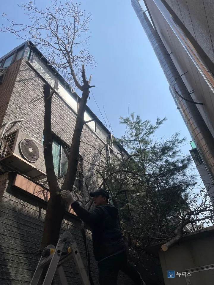 사다리에 올라 위쪽 가지를 쳐낸 뒤 기둥을 잡고 있는 작업자